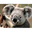 clanlogo