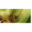 clanlogo